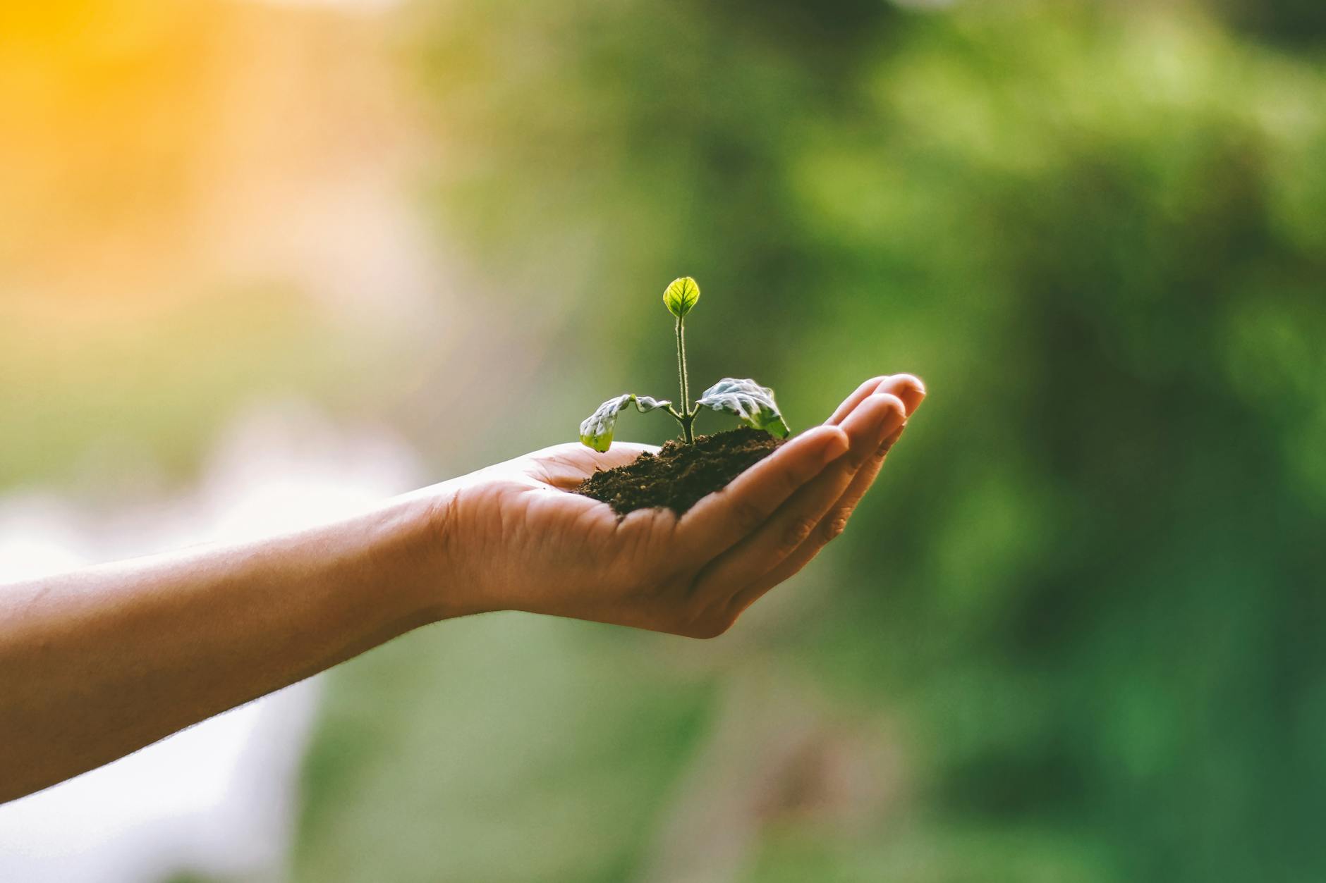 a person holding a sprout